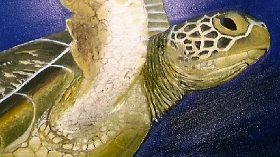 Closeup of Sea Turtle